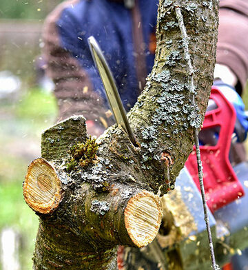 création de sculpture bois dans les Ardennes